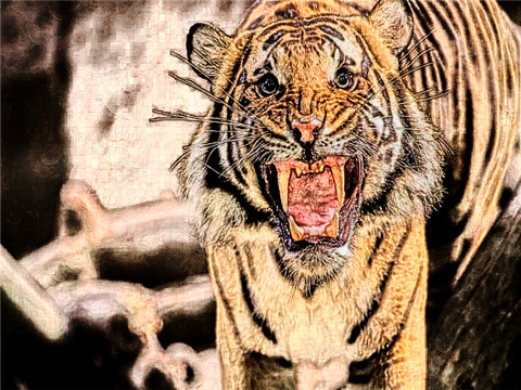 1962年属虎2022年本命年运势如何，62年生肖虎60岁本命年佩戴什么