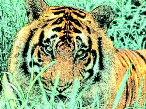 2022年属相犯太岁的有哪些