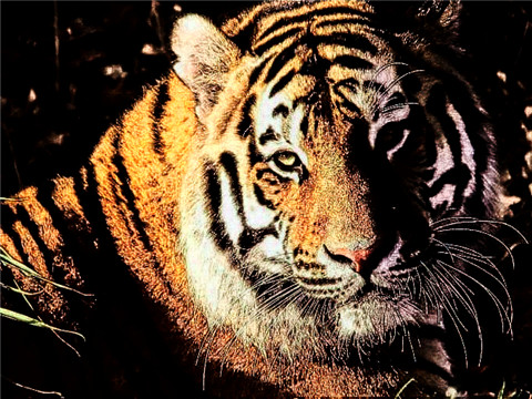 属虎人2022本命年爱情运和桃花