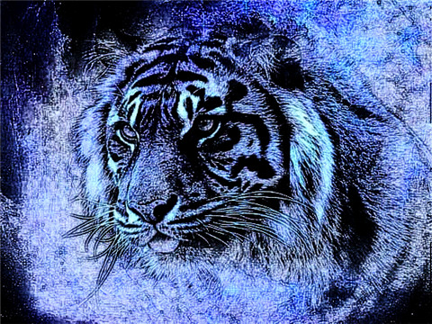 2022年属虎人女性的运气 本命年财运如何