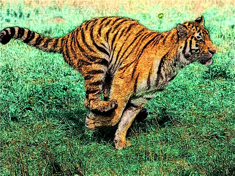 属虎2022年本命年结婚好不好 2022年属虎人的全年运势犯太岁怎么化解