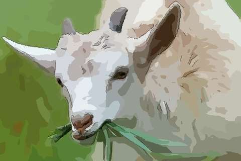 生肖羊哪月出生最好命非富则贵