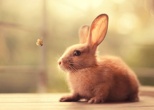 75年属兔今年多大岁了 谁是属兔的贵人