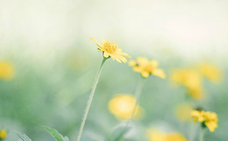 鸡的三合生肖是什么 鸡的三合生肖方位