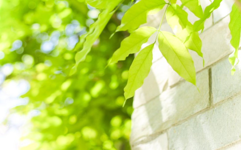 鼠为什么排属相第一 鼠为什么叫子鼠