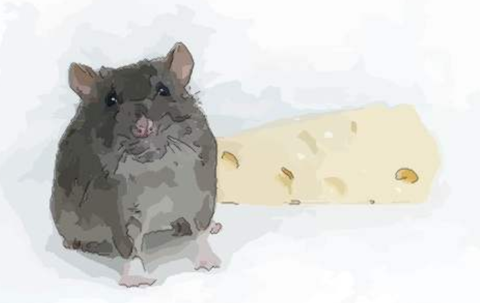 老鼠和牛属相配吗 老鼠和牛属相合不合财