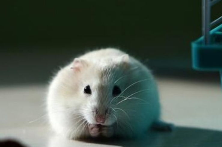 狗鼠属相相配吗 狗鼠属相婚配好不好