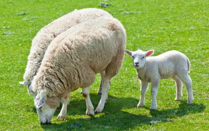 羊马属相配吗 羊马属相的父母宜生什么属相的孩子