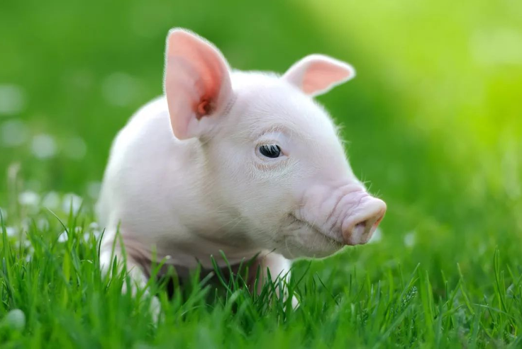 属猪的可以压得住属虎的吗 属猪的可以带玉吗