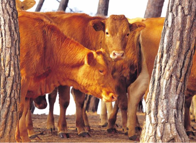 属牛的是什么命 属牛的宝宝取名字有什么讲究