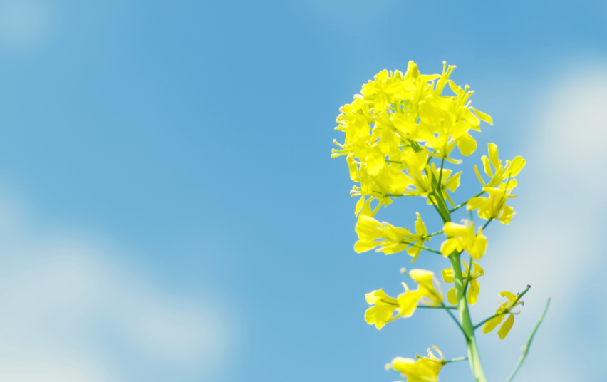 2006年属狗女孩命运 2006年属狗女孩学业怎么样