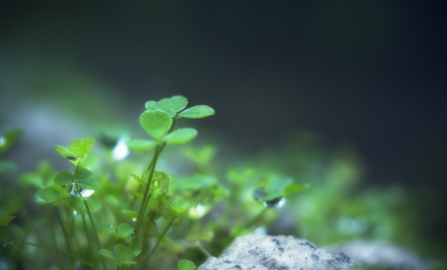 1991年属羊男婚姻命运 1991年属羊男一生命运怎么样