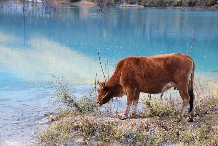 1997年属牛是什么命 1997年属牛的婚姻运势