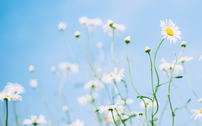 1970年属狗女一生命运 1970年属狗女寿命多长