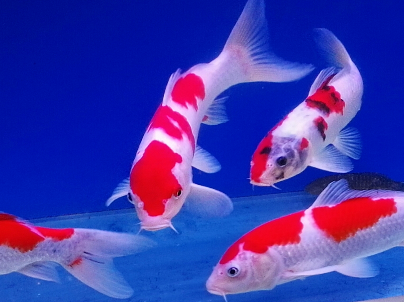 适合养鱼的属相 十二生肖养什么鱼最招财