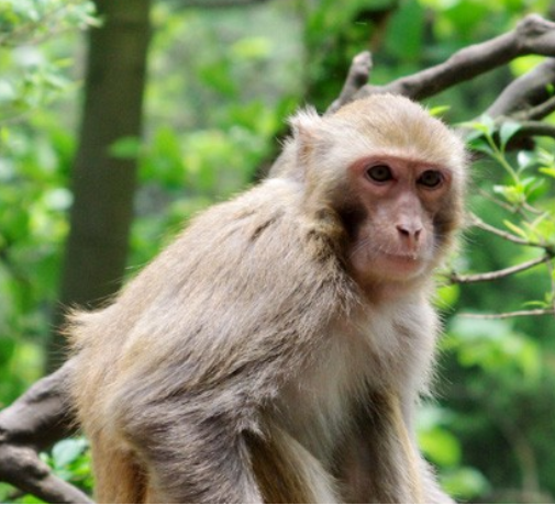 1992年属什么 1992年是金命还是水命