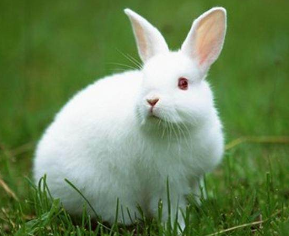 1999年属兔的女孩婚姻 1999年属兔的女生什么工作好