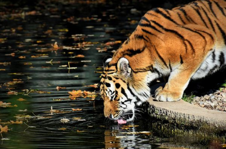 98年属什么 98年的人今年运气如何