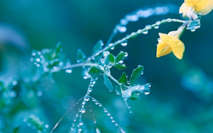 属蛇的守护神是什么菩萨 属蛇的守护神兽是什么