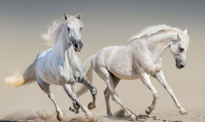 属马2021年运势及运程详解 属马2021年会离婚吗