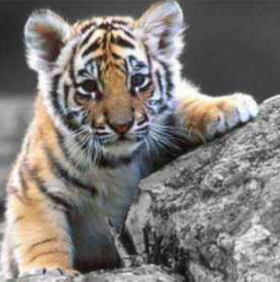 1998年属虎的是什么命 1998年属虎的本命佛是什么