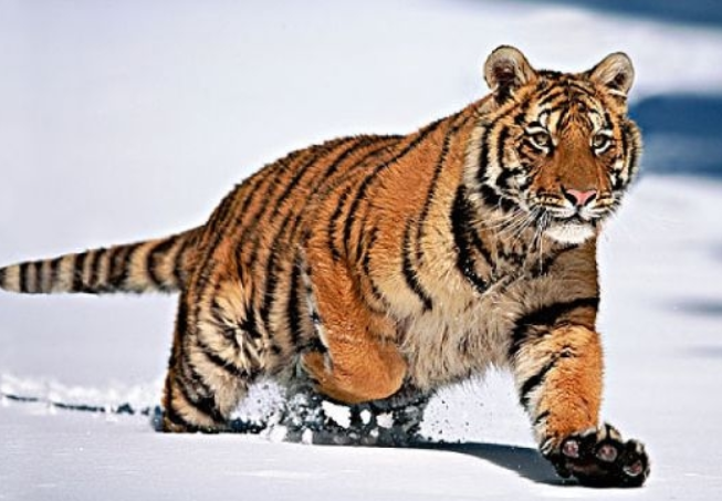 属虎几点出生大富大贵 属虎几点出生最好命运