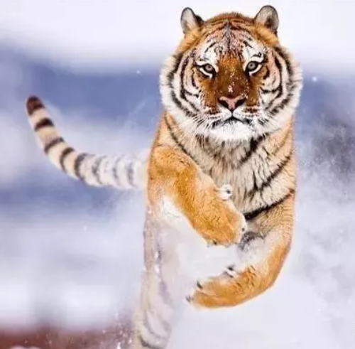 大肖是指什么生肖 大肖生肖有哪些