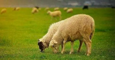 属虎的和属羊的相配吗 属虎的和属羊的合财吗