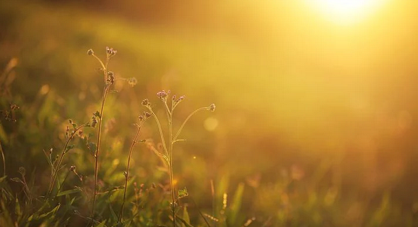 牛与猪属相属相合不合 牛与猪属相一起创业好吗