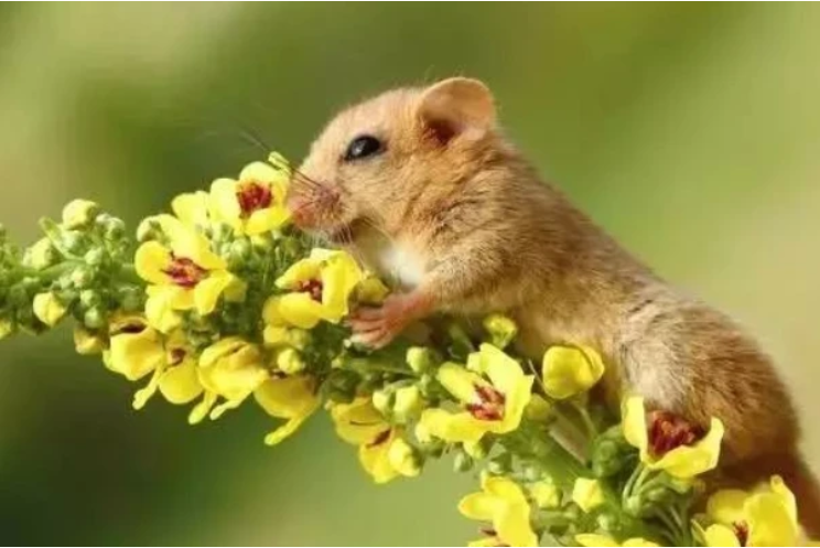 属鼠的几点出生有福气 属鼠的几点出生旺人旺己