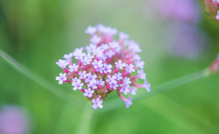 1993年属什么生肖 1993年的人2022年运势