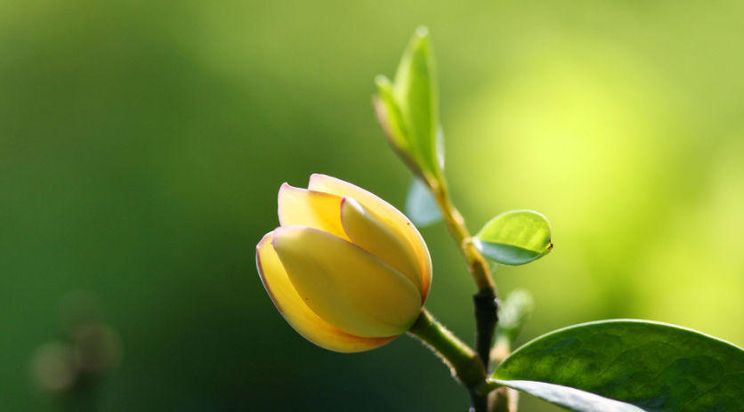 1972年属鼠的是什么命 1972年属鼠的人今年多少岁