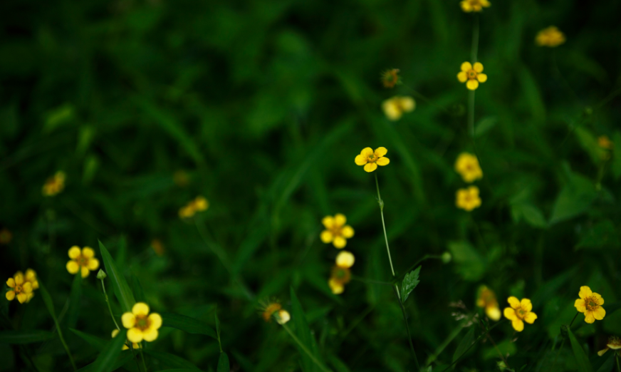 属马的人2022年运势及运程 属马的人2022年适合创业吗