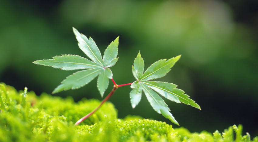 1973年属牛的是什么命 1973年属牛的人2022年运势及运程