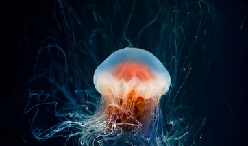 2022年属牛的运势如何 2022年属牛的适合结婚的日子