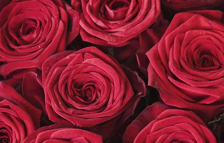 2022年属牛的运势如何 2022年属牛的适合结婚的日子