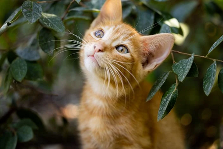 千王之王是什么生肖 千王之王猜一生肖