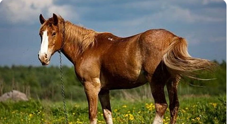 2022属马的运势和财运怎么样 2022年属马人适合做投资吗