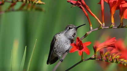 1994年属狗是什么命五行属什么 1994年属狗的桃花劫是谁