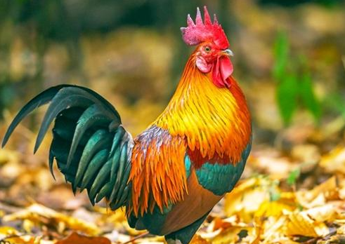 1957年出生属鸡的今年多大 1957年出生属鸡的一生命运