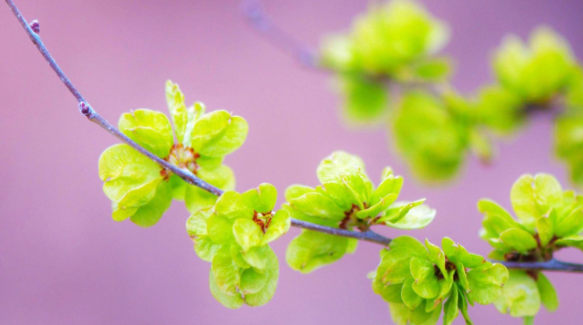 98属虎一生三大坎 98属虎人2022年运势