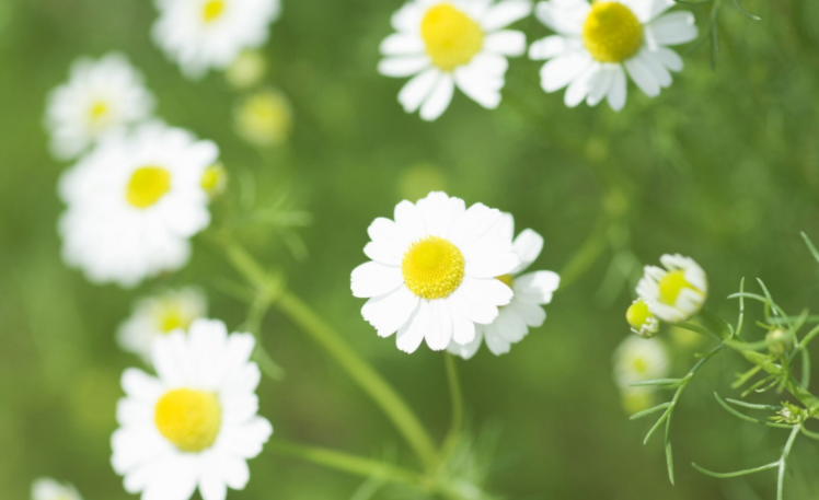 2000年属什么生肖 2000年属龙女孩的命运