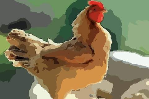 1957年属鸡的人2021年运势及运程,男女65岁生肖鸡今年运气如何？