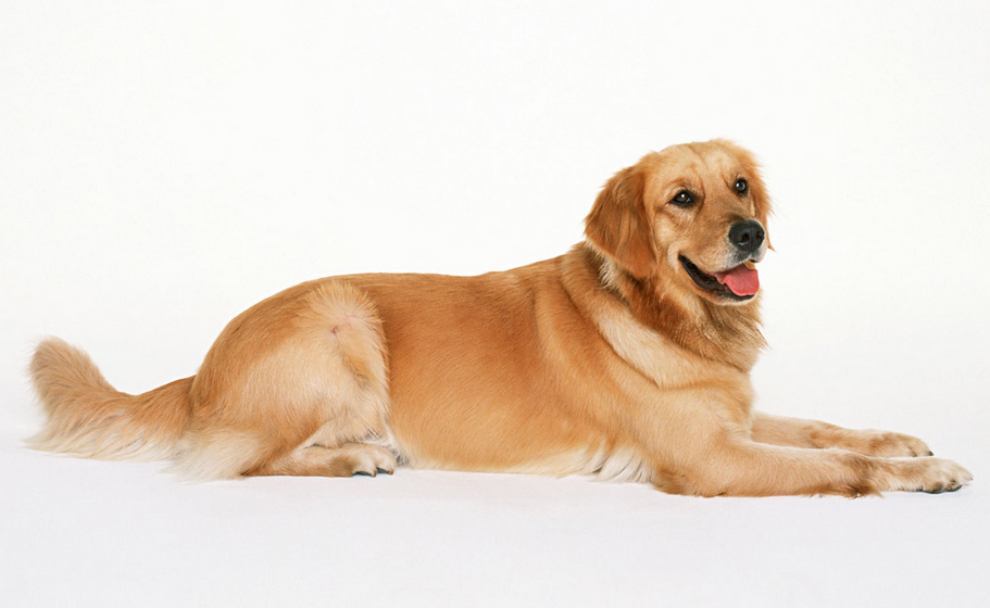 1958年属什么生肖 1958年是什么命五行属什么命