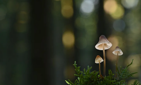 福气之蛇12月出生命运有多好