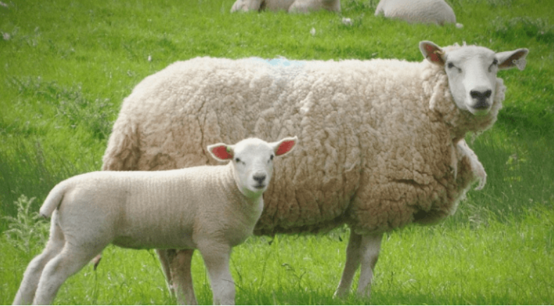 虎与羊相配婚姻幸福吗 虎与羊合不合财